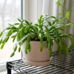 Christmas cactus with healthy green stems but no flower buds near a bright window