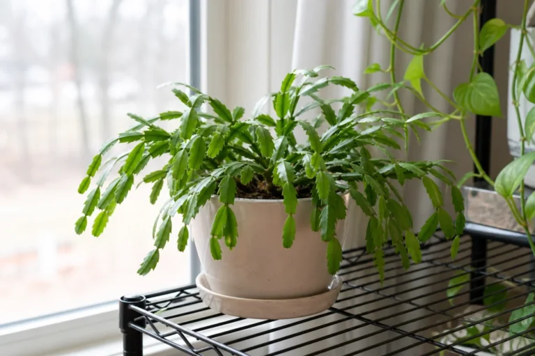 Christmas cactus with healthy green stems but no flower buds near a bright window