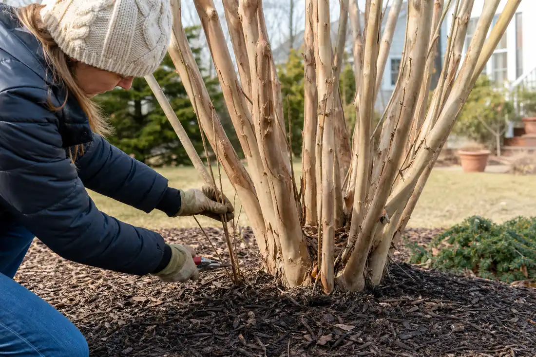 Gardener pruning a small basal sucker from a multi-trunk crepe myrtle in late winter