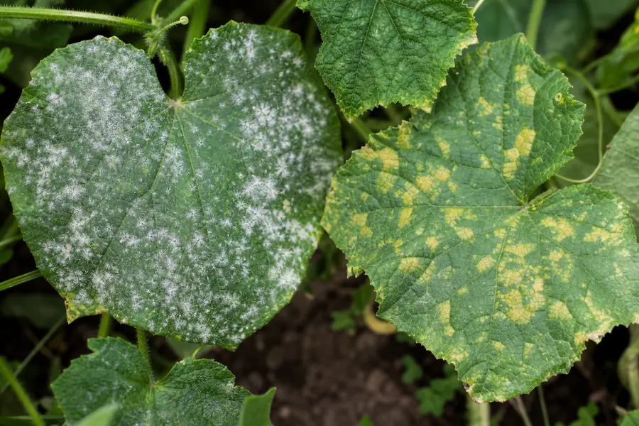 Close view of cucumber leaves with white mildew and yellow spotted disease patterns