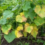 Cucumber vine with yellowing and spotted leaves on a garden trellis