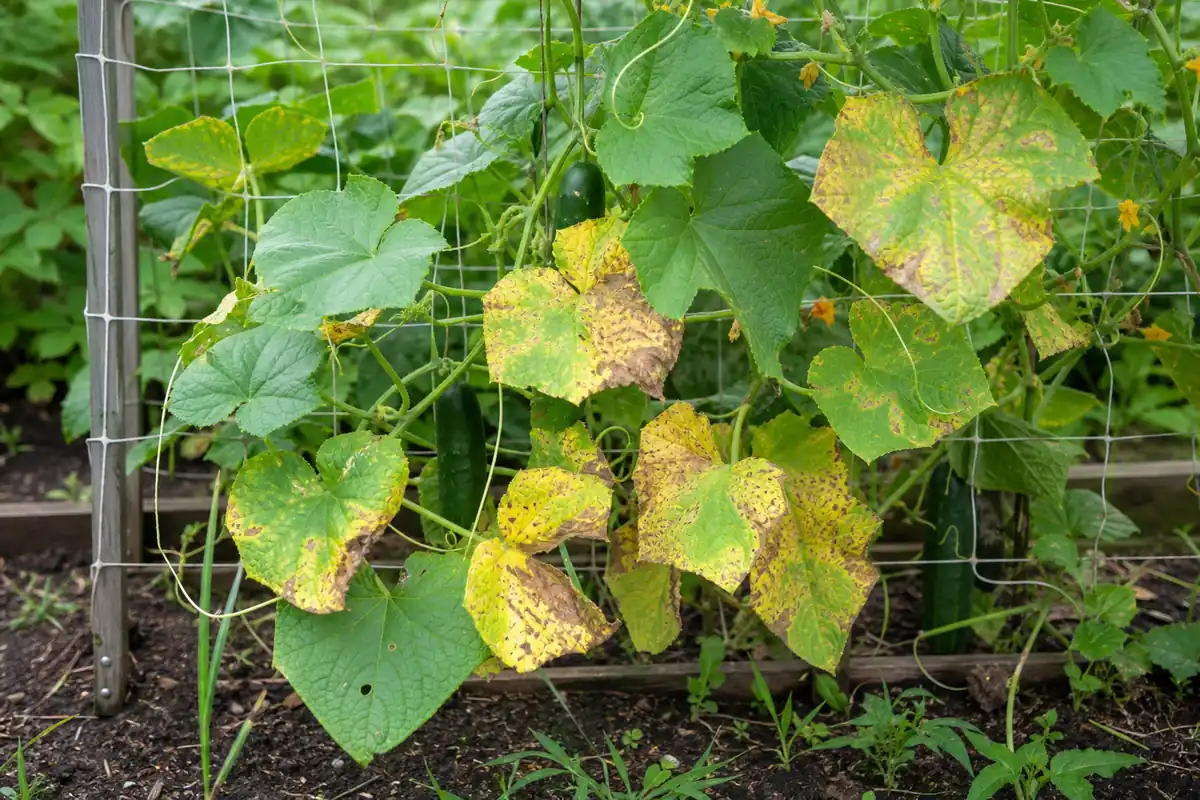 Cucumber vine with yellowing and spotted leaves on a garden trellis