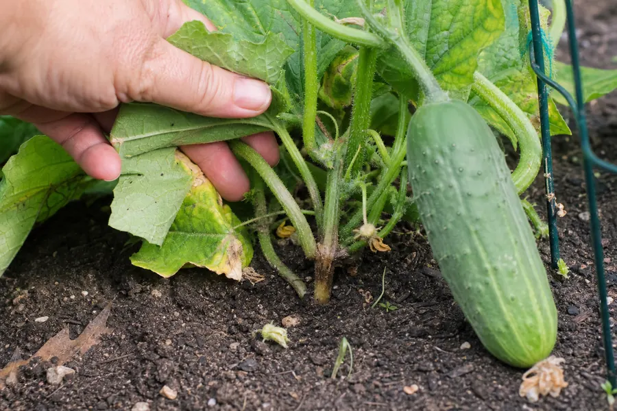 Gardener inspecting cucumber stem base and fruit for rot symptoms