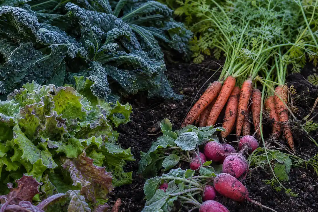 Kale, lettuce, carrots, and radishes after a light fall frost