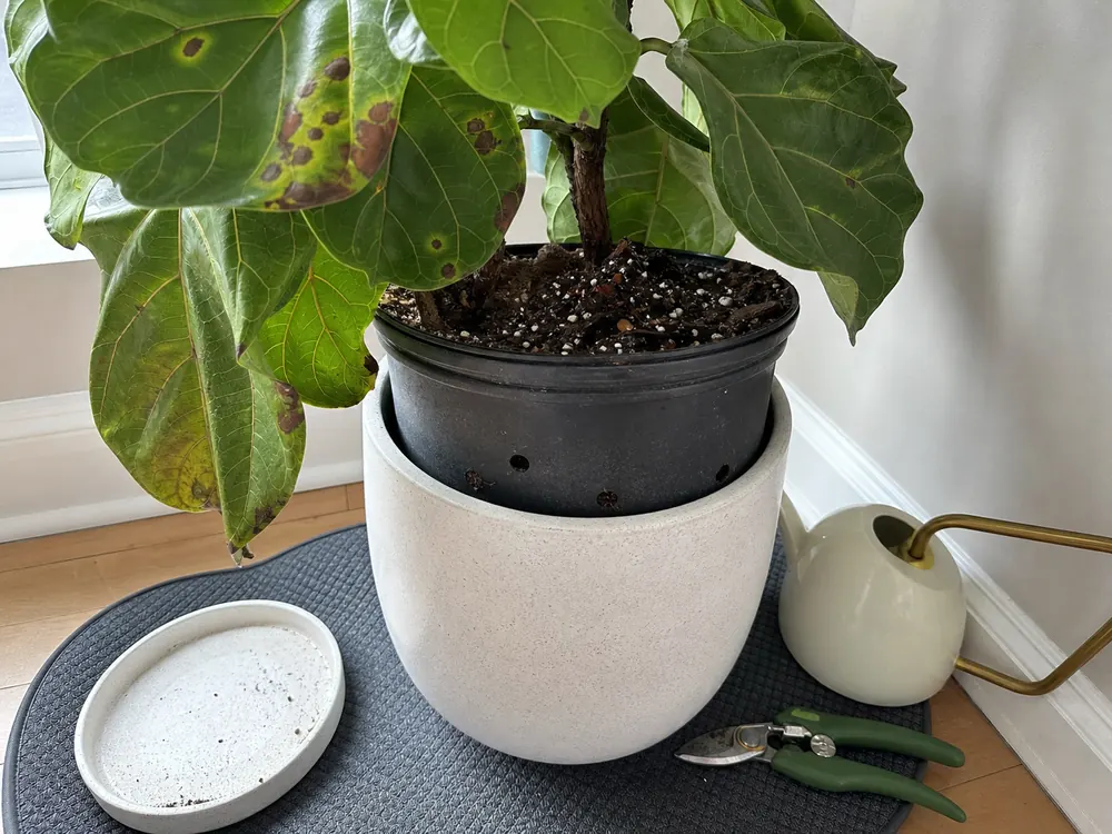 Fiddle leaf fig pot lifted from cachepot to check drainage and root-zone conditions