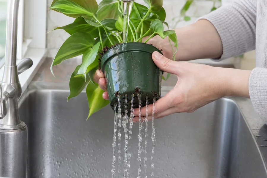 Houseplant in a nursery pot being flushed with water in a sink as water drains from the bottom