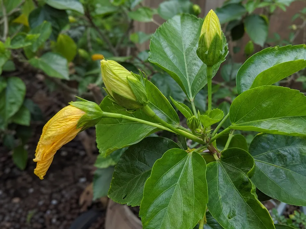 Hibiscus buds that are swollen but not opening with one yellowing bud