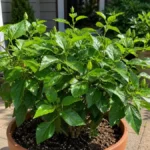 Potted hibiscus plant with green leaves and buds but no open flowers