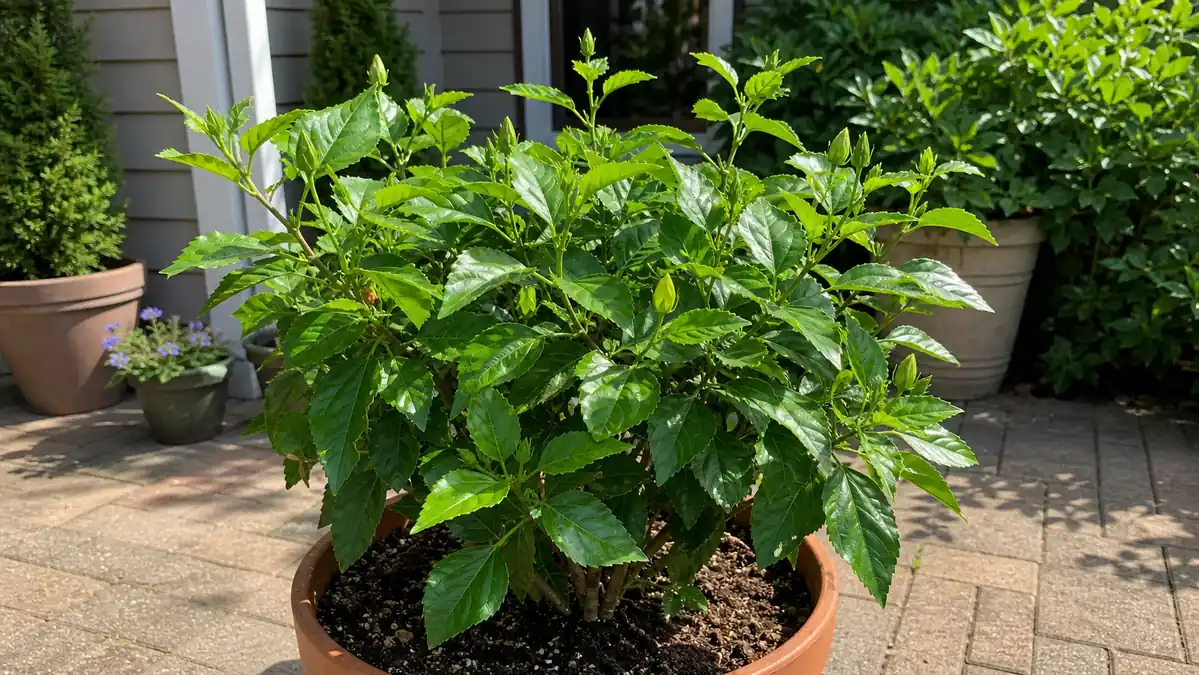 Potted hibiscus plant with green leaves and buds but no open flowers