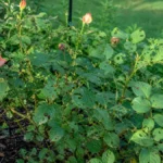 Rose bush with holes in leaves from chewing insect damage