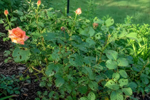 Rose bush with holes in leaves from chewing insect damage