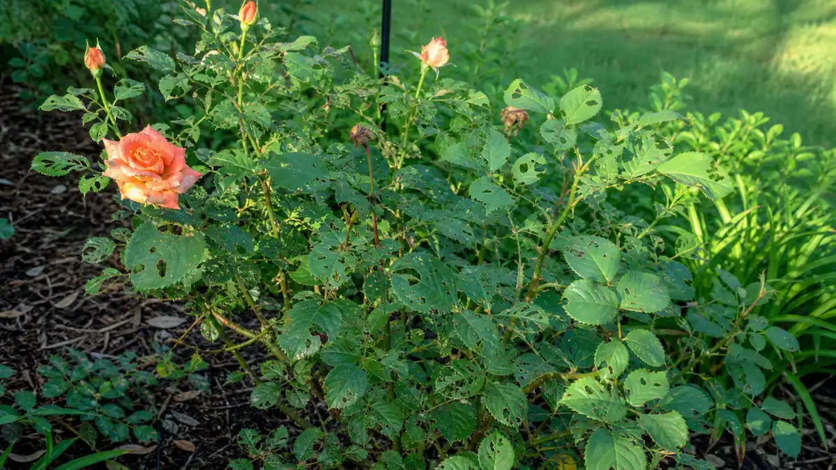 Rose bush with holes in leaves from chewing insect damage