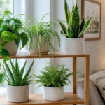 Healthy common houseplants arranged near bright indoor window light
