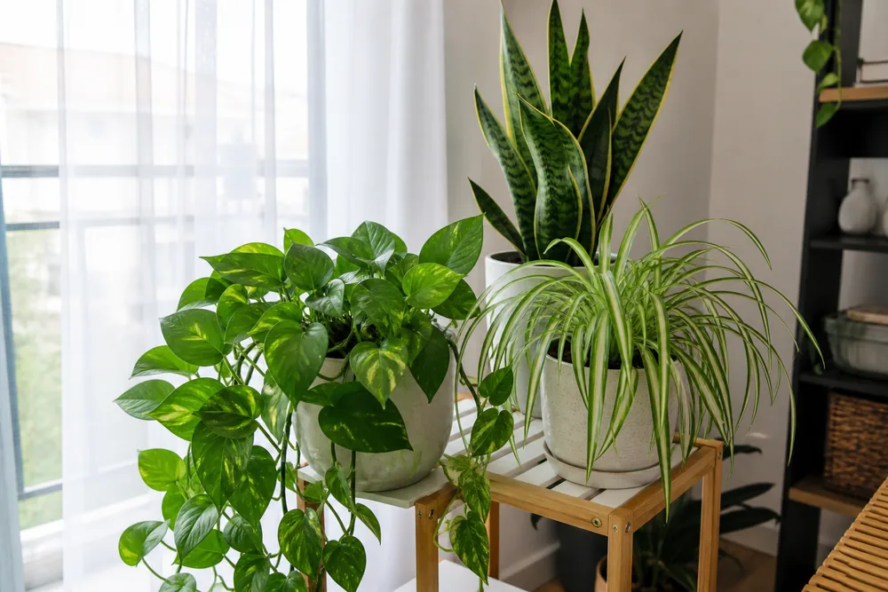 Mixed houseplants arranged near a bright window with indirect light