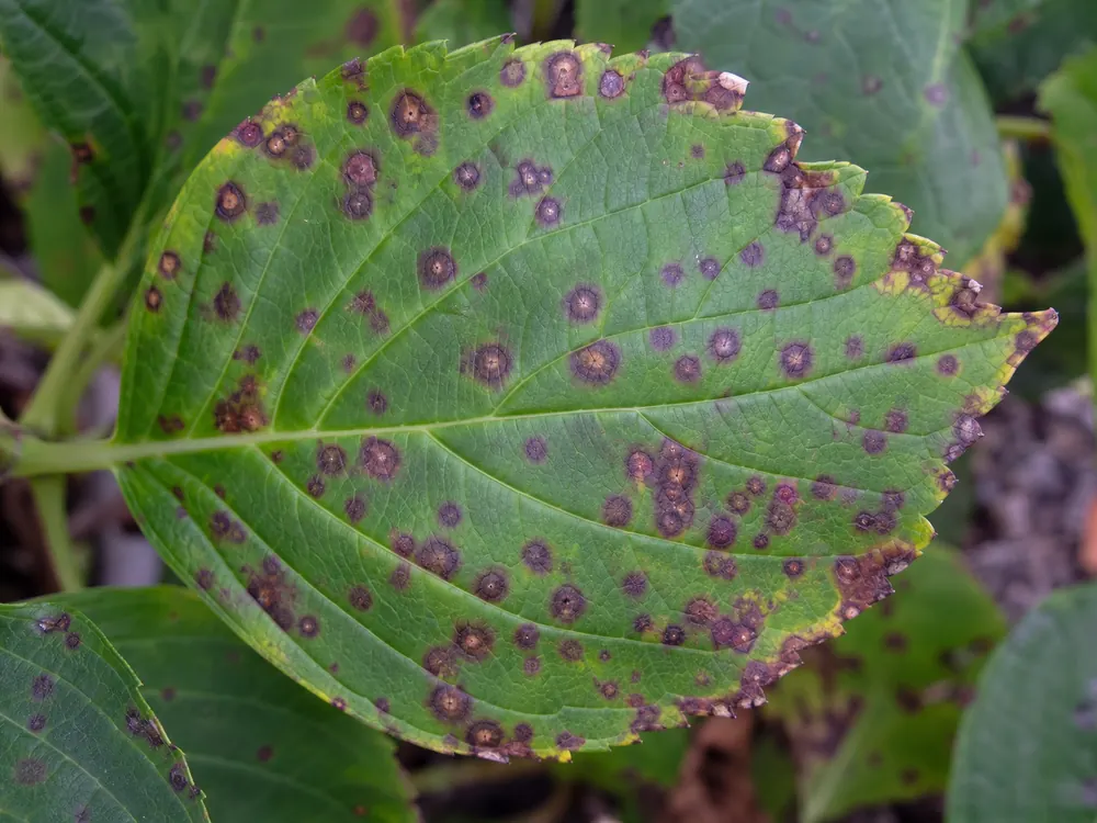 Hydrangea leaf with small purple brown fungal spots and tan centers