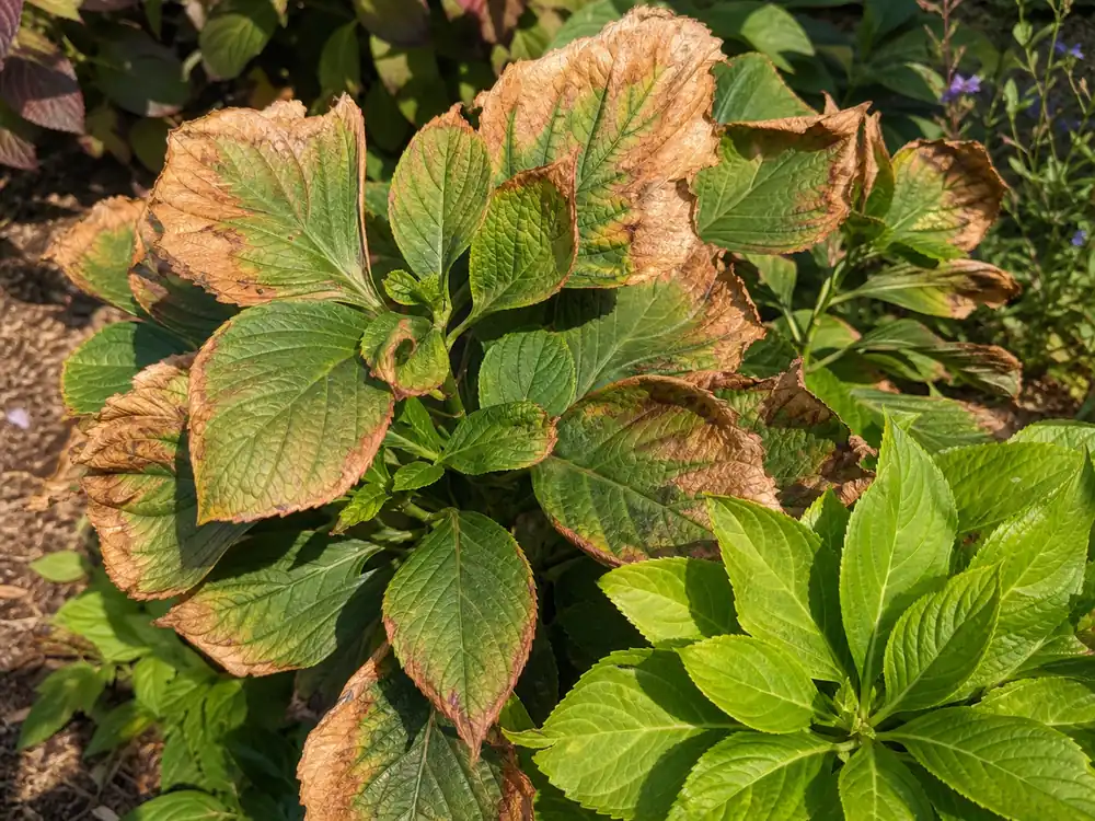 Hydrangea leaves with dry tan brown scorched margins in sun