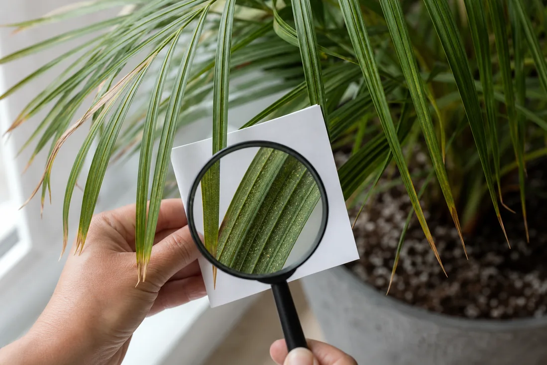 Indoor palm fronds with mild brown tips being inspected for pests