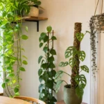Indoor vining plants growing on a moss pole, trellis, shelf, and hanging planter
