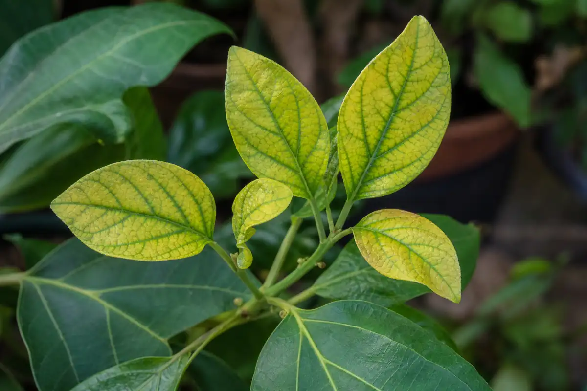 Young leaf with yellow tissue between clearly green veins
