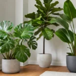 Large leaf houseplants in bright indirect indoor light
