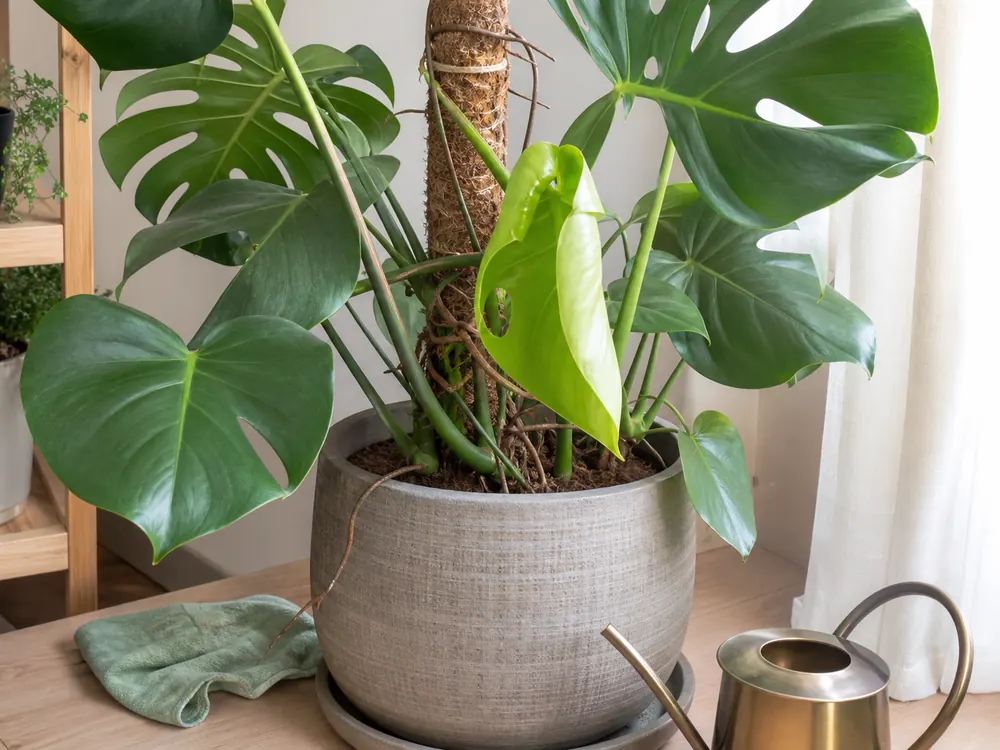 Large leaf monstera with moss pole support in a stable pot