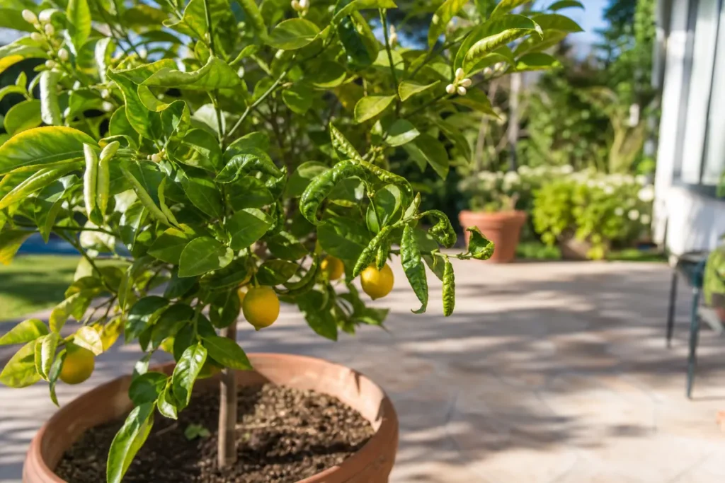 Potted lemon tree with curled leaves on a sunny patio