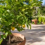 Potted lemon tree with curled leaves on a sunny patio