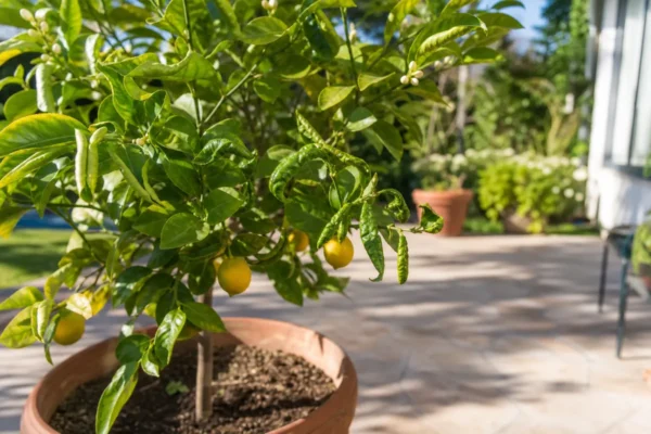 Potted lemon tree with curled leaves on a sunny patio