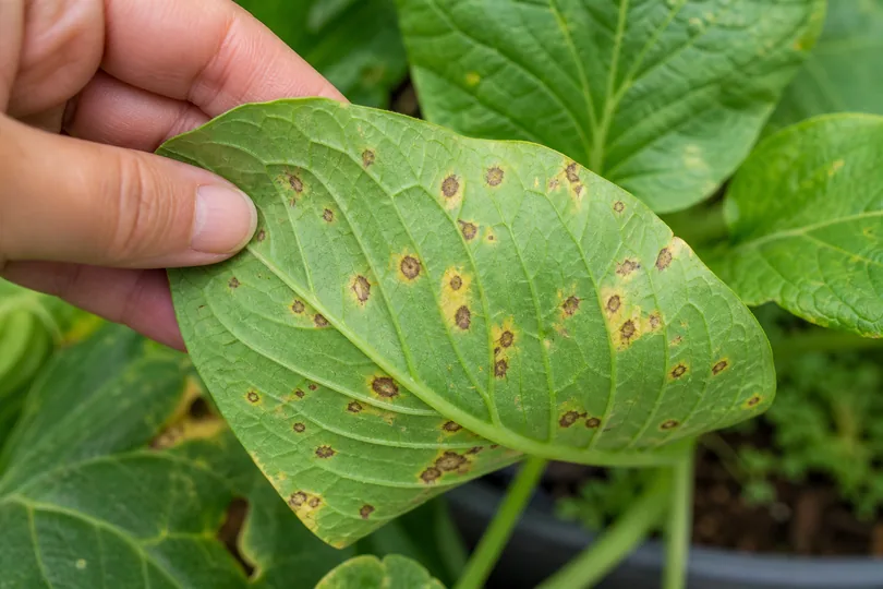 Gardener inspecting a leaf with brown spots and yellow halos to check the underside and spot pattern.