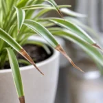 Spider plant leaves with dry brown tips near a bright indoor window