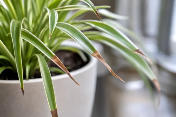 Spider plant leaves with dry brown tips near a bright indoor window