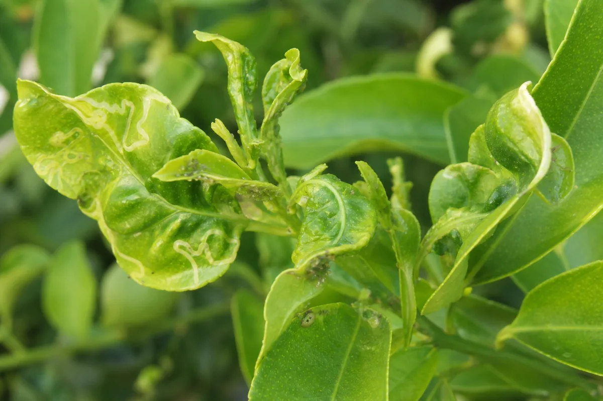 Curled lemon new growth with pest damage and citrus leafminer trails