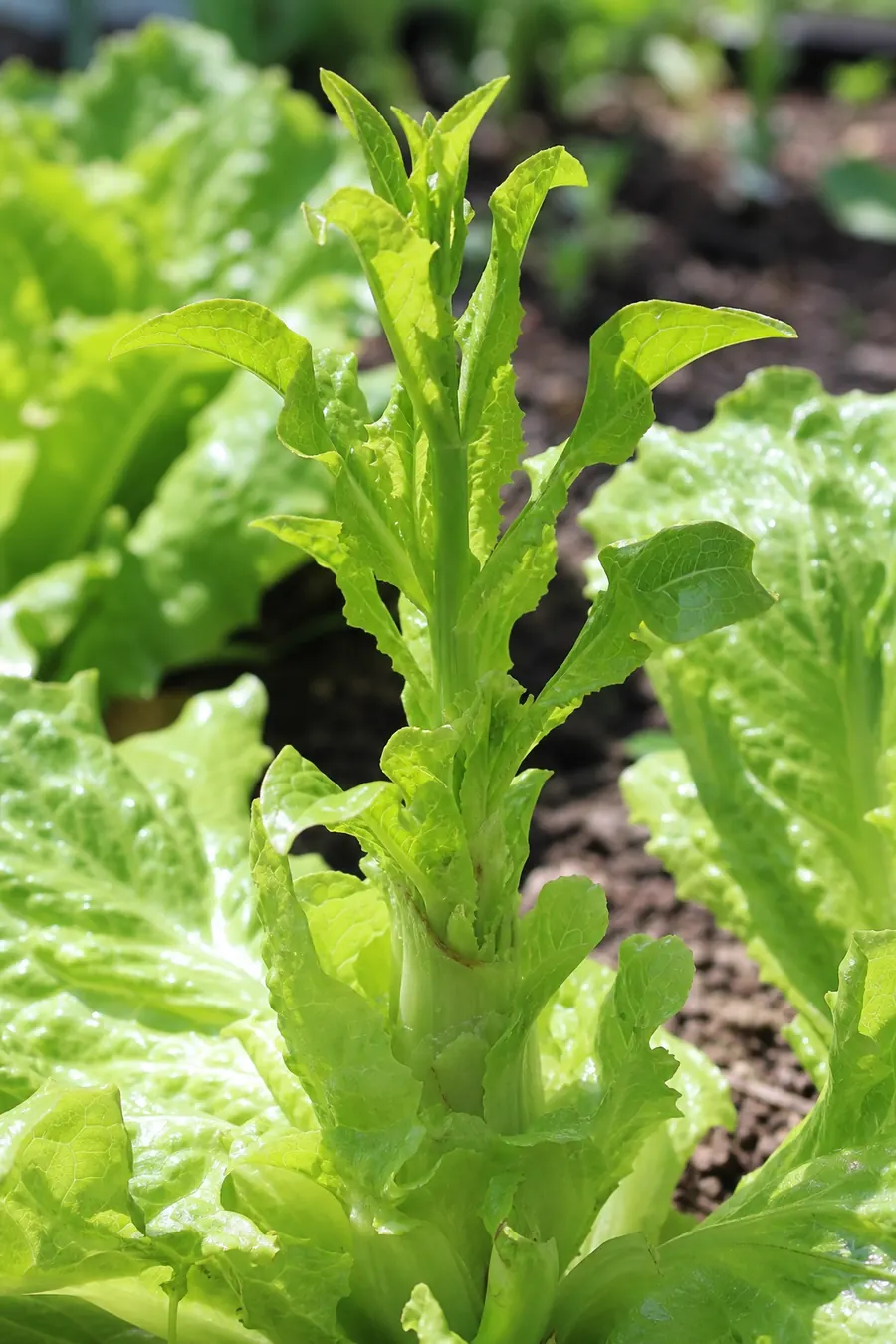 Lettuce plant showing an early bolting center stalk with narrow upright leaves