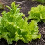 Lettuce plant beginning to bolt with a rising center stalk