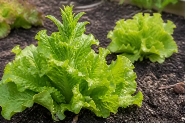 Lettuce plant beginning to bolt with a rising center stalk