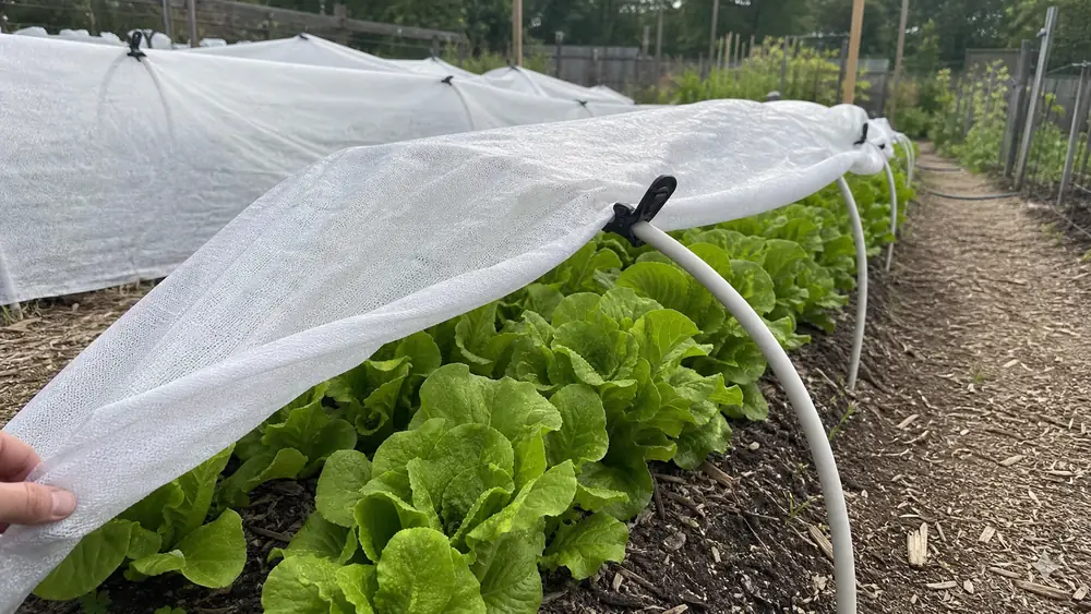 Lettuce growing under white shade cloth on low hoops in a vegetable bed