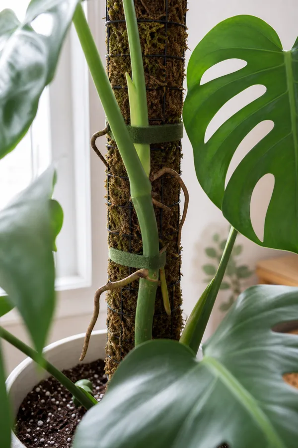 Monstera stem tied loosely to a moss pole with aerial roots growing toward the support