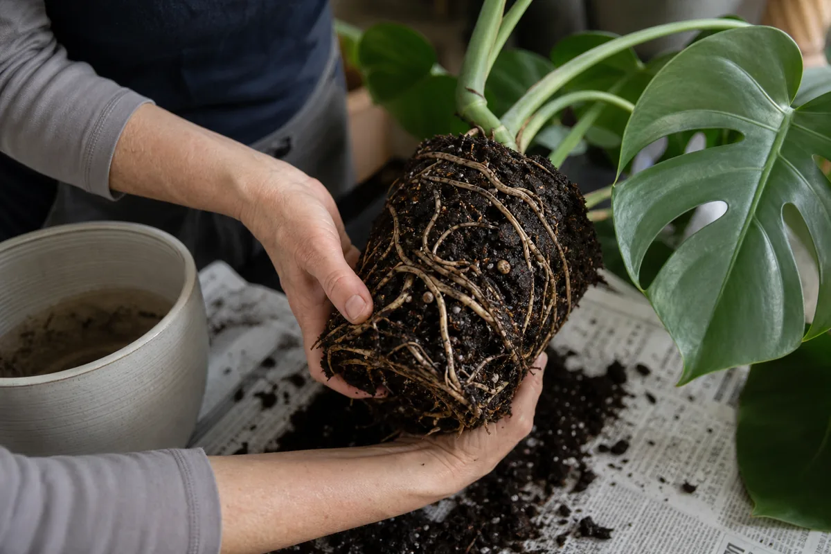 Hands checking wet monstera roots and chunky potting mix