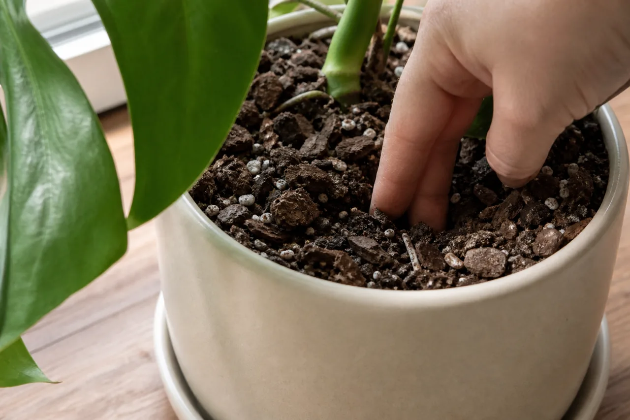 Hand checking the top layer of chunky Monstera potting mix before watering