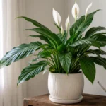 Peace lily houseplant in bright indirect indoor light