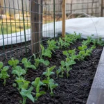 Young pea seedlings in an early spring vegetable bed