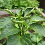 Curled green plant leaves in a garden bed showing a leaf curl symptom for diagnosis.