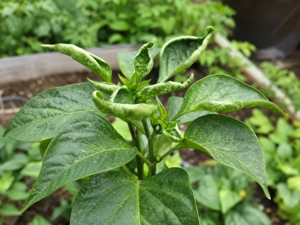 Curled green plant leaves in a garden bed showing a leaf curl symptom for diagnosis.