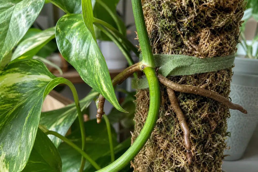 Pothos aerial roots attached to a moss pole support