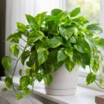 Full healthy pothos plant growing in bright indirect indoor light