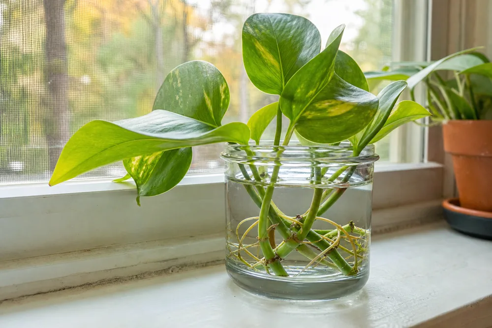 Pothos stem cuttings rooting in a clear jar of water