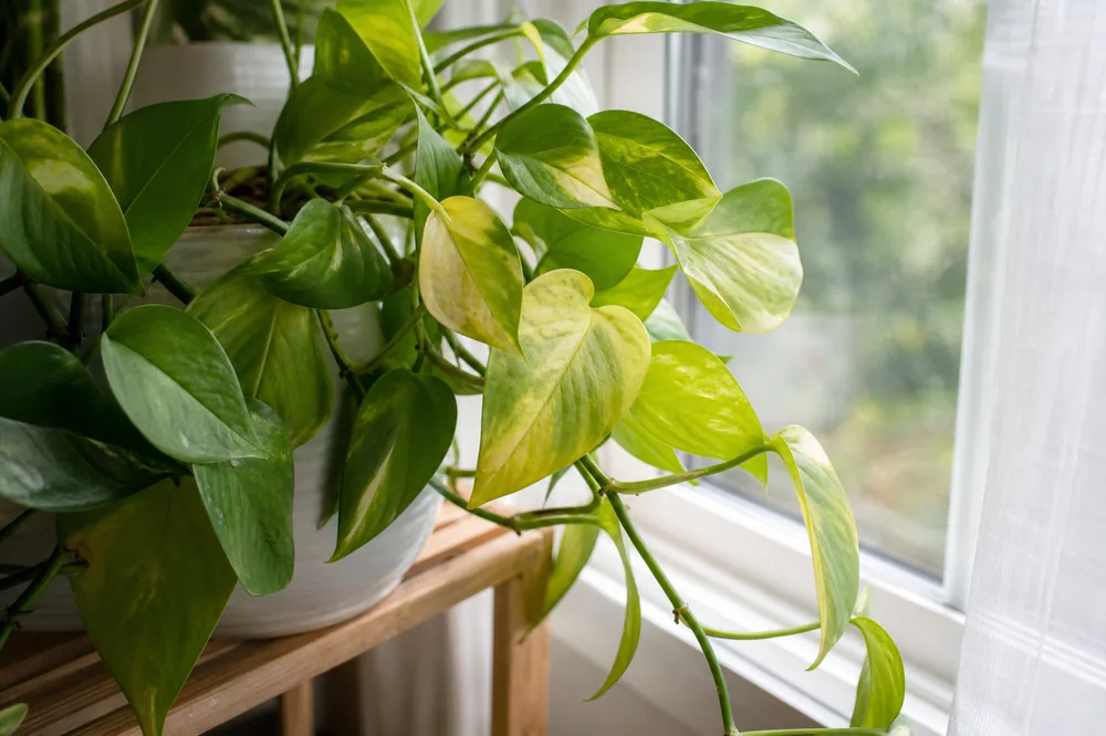 Pothos near a bright window showing pale yellow leaf patches and stretched vines from changing light