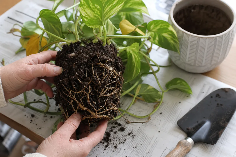 Pothos removed from a pot with damp soil while roots are being checked on a table