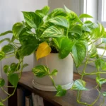 Pothos plant with mostly green vines and one yellowing leaf near a bright window