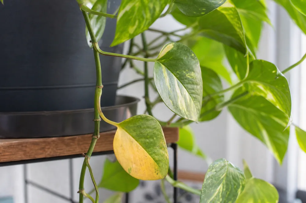 Pothos vine with one older lower leaf turning yellow while newer leaves remain green